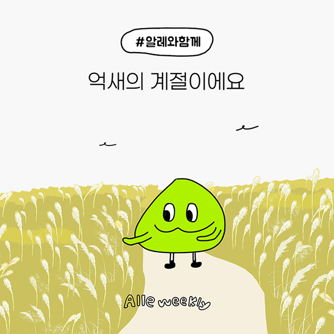 억새의 계절이에요